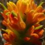 Wight’s Indian Paintbrush (Castilleja wightii): This native is hemiparasitic; which means it parasitizes other plants for part of its life but has chlorophyll so it can also live on it’s own.